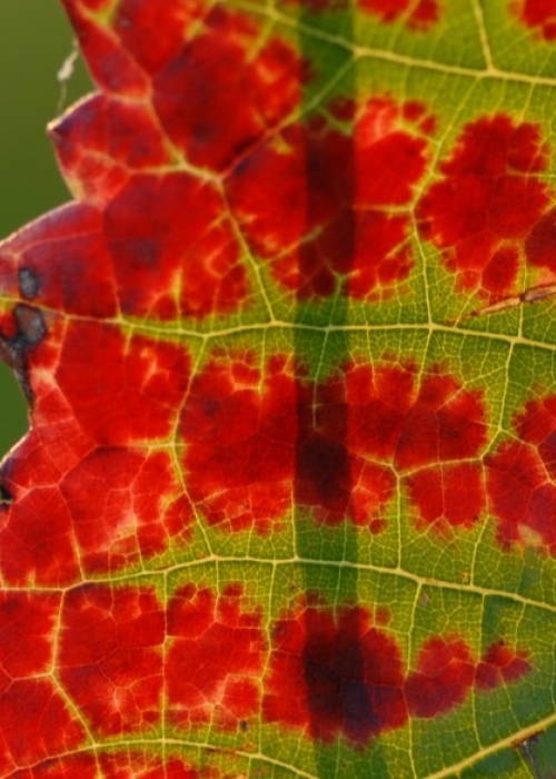 Spaetburgunder Blatt Gegenlicht 3